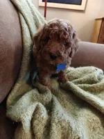 Mickey, a male Miniature Goldendoodle for sale in Kansas City, MO – 4 of 6