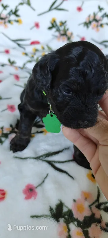 Paris – Miniature Goldendoodle puppy for sale in Kansas City, MO