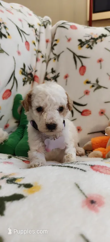 Madeline  – Miniature Goldendoodle puppy for sale in Kansas City, MO