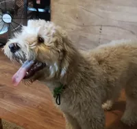 Leo (Baby), a male Miniature Goldendoodle for sale in Kansas City, MO – 5 of 7