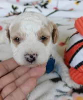 Merlin, a male Miniature Goldendoodle for sale in Kansas City, MO – 2 of 6