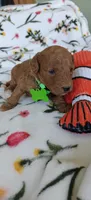 Micah, a female Miniature Goldendoodle for sale in Kansas City, MO – 4 of 5
