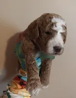 Mason, a male Miniature Goldendoodle for sale in Kansas City, MO – 1 of 6