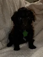 Rowe, a male Miniature Goldendoodle for sale in Kansas City, MO – 2 of 5