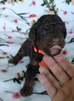 Penn, a male Miniature Goldendoodle for sale in Kansas City, MO – 3 of 4