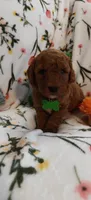 Micah, a female Miniature Goldendoodle for sale in Kansas City, MO – 3 of 5