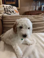 Luke, a male Miniature Goldendoodle for sale in Kansas City, MO – Photo 2 of 2