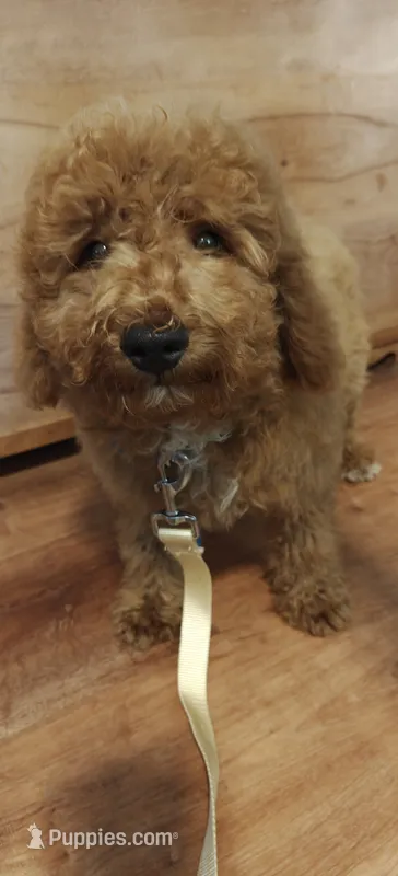 Mickey – Miniature Goldendoodle puppy for sale in Kansas City, MO