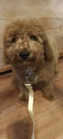 Mickey, a male Miniature Goldendoodle for sale in Kansas City, MO – 5 of 6