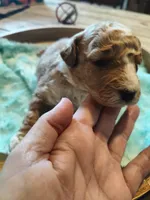 Milo, a male Miniature Goldendoodle for sale in Kansas City, MO – Photo 4 of 7