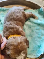 Milo, a male Miniature Goldendoodle for sale in Kansas City, MO – Photo 7 of 7