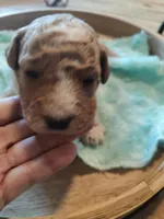 Milo, a male Miniature Goldendoodle for sale in Kansas City, MO – Photo 3 of 7