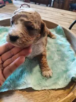 Milo, a male Miniature Goldendoodle for sale in Kansas City, MO – Photo 5 of 7