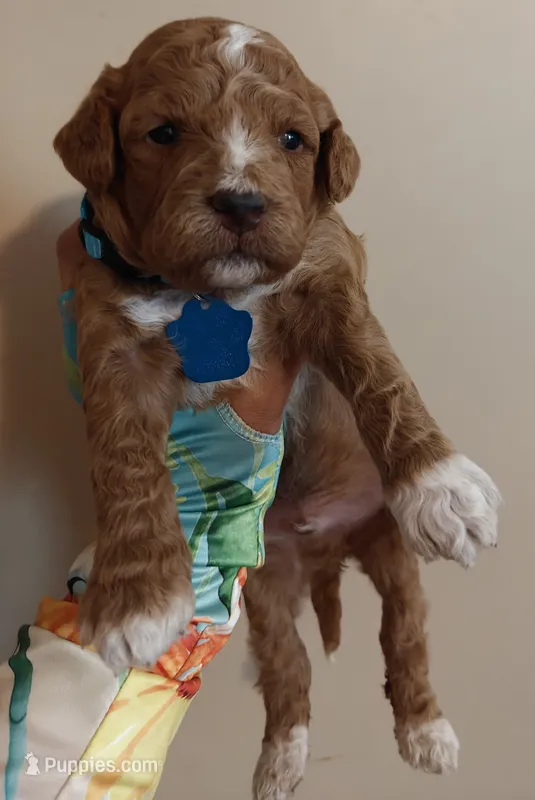 Mario – Miniature Goldendoodle puppy for sale in Kansas City, MO