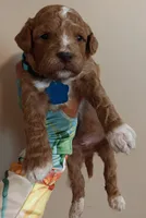 Mario, a male Miniature Goldendoodle for sale in Kansas City, MO – 1 of 4