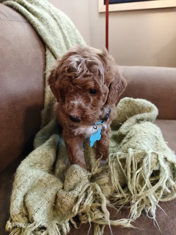 Mario – Miniature Goldendoodle puppy for sale in Kansas City, MO