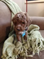 Mario, a male Miniature Goldendoodle for sale in Kansas City, MO – 1 of 5