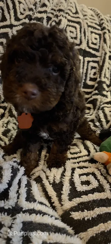 Penn – Miniature Goldendoodle puppy for sale in Kansas City, MO