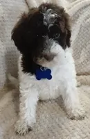 Ruby, a female Miniature Goldendoodle for sale in Kansas City, MO – 2 of 6
