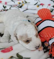 Merlin, a male Miniature Goldendoodle for sale in Kansas City, MO – 3 of 6