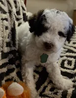 Pico, a female Miniature Goldendoodle for sale in Kansas City, MO – 6 of 7