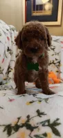 Maggie, a female Miniature Goldendoodle for sale in Kansas City, MO – 3 of 5