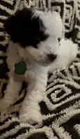 Pico, a female Miniature Goldendoodle for sale in Kansas City, MO – 2 of 7