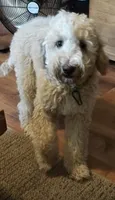 Leo (Baby), a male Miniature Goldendoodle for sale in Kansas City, MO – 3 of 7