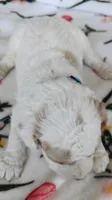 Merlin, a male Miniature Goldendoodle for sale in Kansas City, MO – 6 of 6