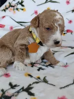 May, a female Miniature Goldendoodle for sale in Kansas City, MO – 4 of 5