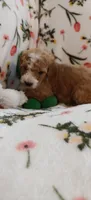 Mary, a female Miniature Goldendoodle for sale in Kansas City, MO – 5 of 6