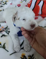 Penelope, a female Miniature Goldendoodle for sale in Kansas City, MO – 3 of 5