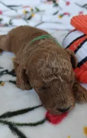 Maggie, a female Miniature Goldendoodle for sale in Kansas City, MO – 5 of 5