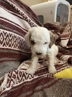 Max, a male Miniature Goldendoodle for sale in Kansas City, MO – Photo 2 of 2