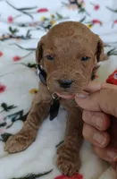 Mark, a male Miniature Goldendoodle for sale in Kansas City, MO – 4 of 4
