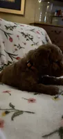 Margot, a female Miniature Goldendoodle for sale in Kansas City, MO – 2 of 4
