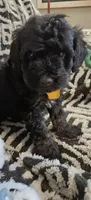 Paris, a female Miniature Goldendoodle for sale in Kansas City, MO – 3 of 6