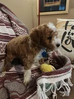 Matt, a male Miniature Goldendoodle for sale in Kansas City, MO – Photo 2 of 2