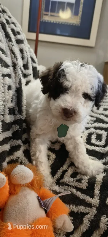 Pico – Miniature Goldendoodle puppy for sale in Kansas City, MO