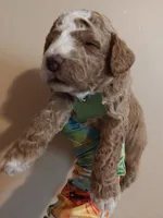Mason, a male Miniature Goldendoodle for sale in Kansas City, MO – 3 of 6