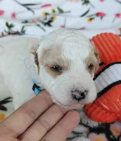 Merlin, a male Miniature Goldendoodle for sale in Kansas City, MO – 5 of 6