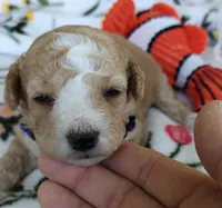 Mikki, a female Miniature Goldendoodle for sale in Kansas City, MO – 3 of 5