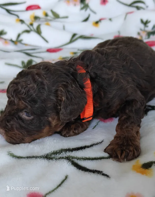 Penn – Miniature Goldendoodle puppy for sale in Kansas City, MO