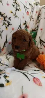 Micah, a female Miniature Goldendoodle for sale in Kansas City, MO – 5 of 5