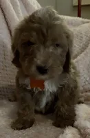 Owen, a male Miniature Goldendoodle for sale in Kansas City, MO – 2 of 7