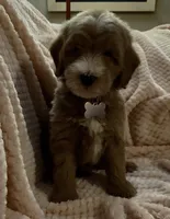Oscar, a male Miniature Goldendoodle for sale in Kansas City, MO – 2 of 3