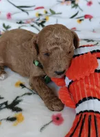 Maggie, a female Miniature Goldendoodle for sale in Kansas City, MO – 2 of 5