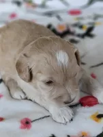 Pearl, a female Miniature Goldendoodle for sale in Kansas City, MO – 4 of 5