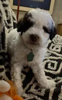 Pico, a female Miniature Goldendoodle for sale in Kansas City, MO – 5 of 7