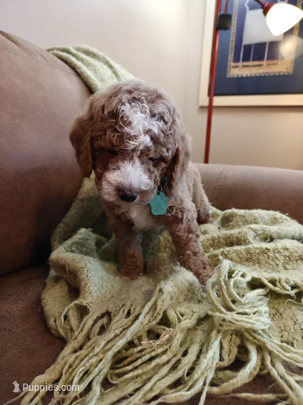 Mason – Miniature Goldendoodle puppy for sale in Kansas City, MO